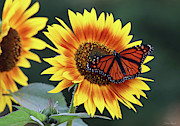 Beautiful Sunflower with Monarch Butterfly Photograph by Trina Ansel Beautiful Sunflower with Monarch Butterfly Photograph by Trina Ansel