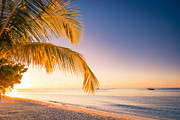 Beautiful Sunset On The Beach, Palm Photograph by Levente Bodo