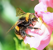 Bee on flower Photograph by Colin Rayner