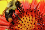 Bee Red Flower Photograph by Meta Gatschenberger