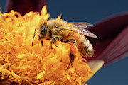 Bee work 2 Photograph by Brian Hale
