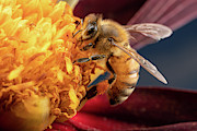 Bee work Photograph by Brian Hale
