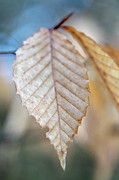 Beech Photograph by Steven David Roberts