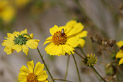 Beetle on Brittle Bush Coachella Preserve Photograph by Colleen Cornelius