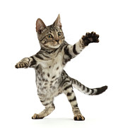 Bengal Kitten, Aged 15 Weeks, Standing On Hind Legs Photograph by Mark Taylor / Naturepl.com