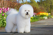 Bichon Frise Dog Standing Among Spring Garden Flowers Photograph by Lynn M Stone / Naturepl.com Bichon Frise Dog Standing Among Spring Garden Flowers Photograph by Lynn M Stone / Naturepl.com