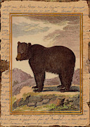 Big Brown Bear Digital Art by Terry Kirkland Cook