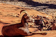 Big Horn Sheep 1, Zion Photograph by Dawn Richards Big Horn Sheep 1, Zion Photograph by Dawn Richards