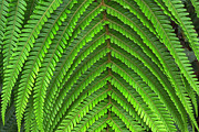 Big Island Of Hawaii,cibotium Photograph by John Barger