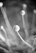 Billy Ball Flowers Photograph by Ana V Ramirez Billy Ball Flowers Photograph by Ana V Ramirez