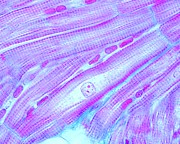 Binucleated Cardiomyocyte Photograph by Science Photo Library