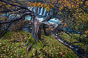 Birch Tree Next To Waterfall, Iceland. Runner-up In The Photograph by David Allemand / Naturepl.com Birch Tree Next To Waterfall, Iceland. Runner-up In The Photograph by David Allemand / Naturepl.com