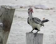 Bird Photograph by Eric Pengelly