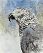 Bird - Head Study Painting by Rusty Frentner