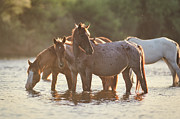 Bird on a Horse Photograph by Shannon Hastings Bird on a Horse Photograph by Shannon Hastings