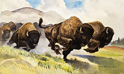 Bison Painting by Gw Backhouse