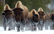 Bison Herd Walking In Snow, Yellowstone National Park Photograph by Danny Green / Naturepl.com