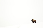 Bison Single Animal In Snow, Yellowstone National Park Photograph by Danny Green / Naturepl.com