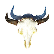Bison Skull 003 Photograph by Rob Graham Bison Skull 003 Photograph by Rob Graham
