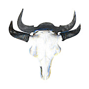 Bison Skull 004 Photograph by Rob Graham Bison Skull 004 Photograph by Rob Graham