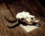 Bison Skull 006 Photograph by Rob Graham Bison Skull 006 Photograph by Rob Graham