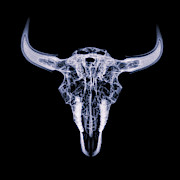 Bison skull x-ray 01 Photograph by Rob Graham Bison skull x-ray 01 Photograph by Rob Graham