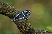 Black-and-white Warbler Male Perched On Branch. South Padre Photograph by Rolf Nussbaumer / Naturepl.com