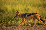 Black-backed Jackal (canis Mesomelas) Photograph by Roger De La Harpe
