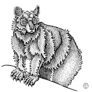 Black Bear Drawing by Amy E Fraser
