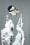 Black-capped Chickadee Hopping Between Perches, Usa Photograph by Tim Laman /naturepl.com Black-capped Chickadee Hopping Between Perches, Usa Photograph by Tim Laman /naturepl.com