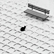 Black Cat Contemplating Bench Photograph by Photo By Marianna Armata