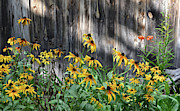 Black-Eyed Susans, Michigan Upper Peninsula Photograph by Ron Long
