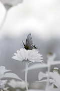 Black Swallowtail Infrared 2 Photograph by Brian Hale