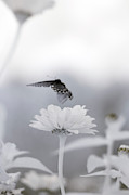 Black Swallowtail Infrared 3 Photograph by Brian Hale
