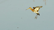 Black-tailed Godwit Limosa limosa Flying Photograph by Sapiens Verbum Black-tailed Godwit Limosa limosa Flying Photograph by Sapiens Verbum