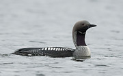 Black-throated Loon . Laukaa, Central Finland. Photograph by Jussi Murtosaari / Naturepl.com