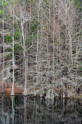 Black Water Cypress Tree's Photograph by Dale Powell Black Water Cypress Tree's Photograph by Dale Powell