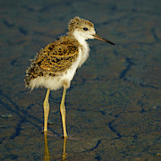 Black-Winged Stilt Breeding Photograph by Sapiens Verbum Black-Winged Stilt Breeding Photograph by Sapiens Verbum