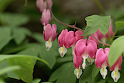 Bleeding Heart in Spring Photograph by Jeff Folger