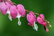 Bleeding Hearts Photograph by Amfmgirl Photography