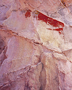 Bleeding Rock-V Photograph by Tom Daniel