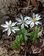 Bloodroot DFL0940 Photograph by Gerry Gantt