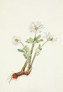 Bloodroot. Sanguinaria Canadensis Painting by Mary Vaux Walcott