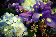 Bloom of Color Photograph by Veronica Batterson