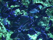 Blue Fish of the Caymans Photograph by Dan Podsobinski