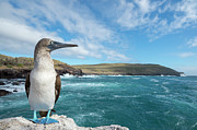 Blue Footed Booby On Coast Photograph by Tui De Roy Blue Footed Booby On Coast Photograph by Tui De Roy