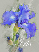 Blue Iris Graphic Digital Art by Mark Mille Blue Iris Graphic Digital Art by Mark Mille