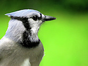 Blue Jay Glamour Shot Photograph by Linda Stern