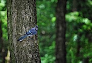 Blue Jay Scout Photograph by DArcy Evans
