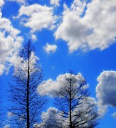 Blue Skies Photograph by Stoney Lawrentz